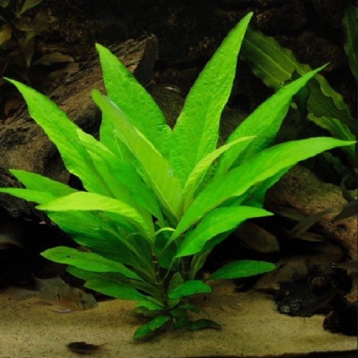 HIGROFILA CORIMBOSA (RIO)