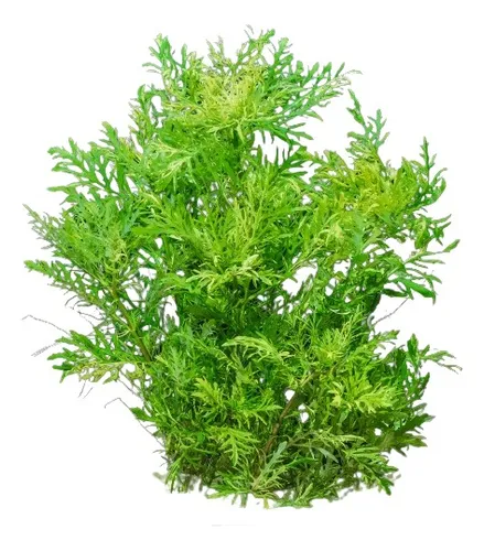 HYGROPILA DIFFORMIS (SINEMA)