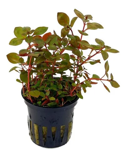 LUDWIGIA PALUSTRIS