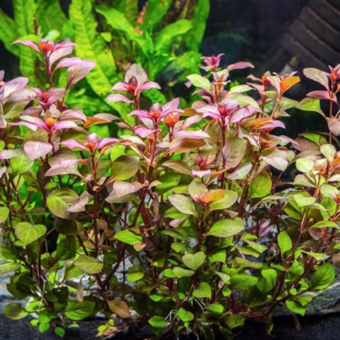 LUDWIGIA RED