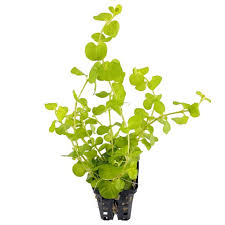 LYSIMACHIA MUMMULARIA (LICIA)