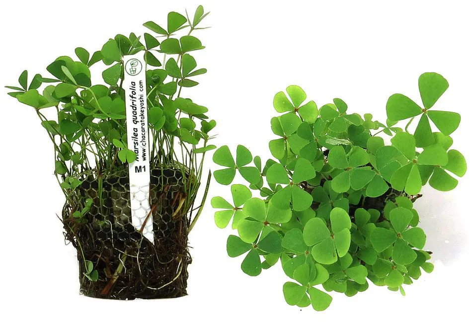MARSILEA QUADRIFOLIOR