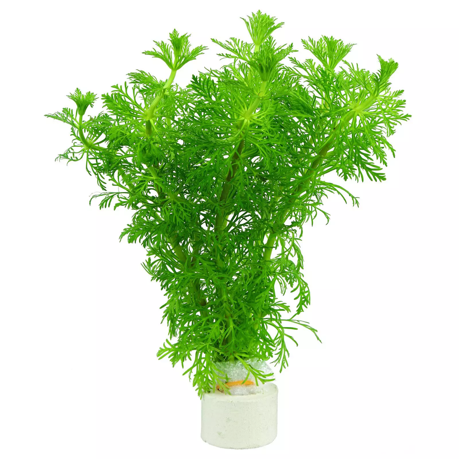 PINHEIRINHO LIMNOPHYLLA SESSILIFLORA