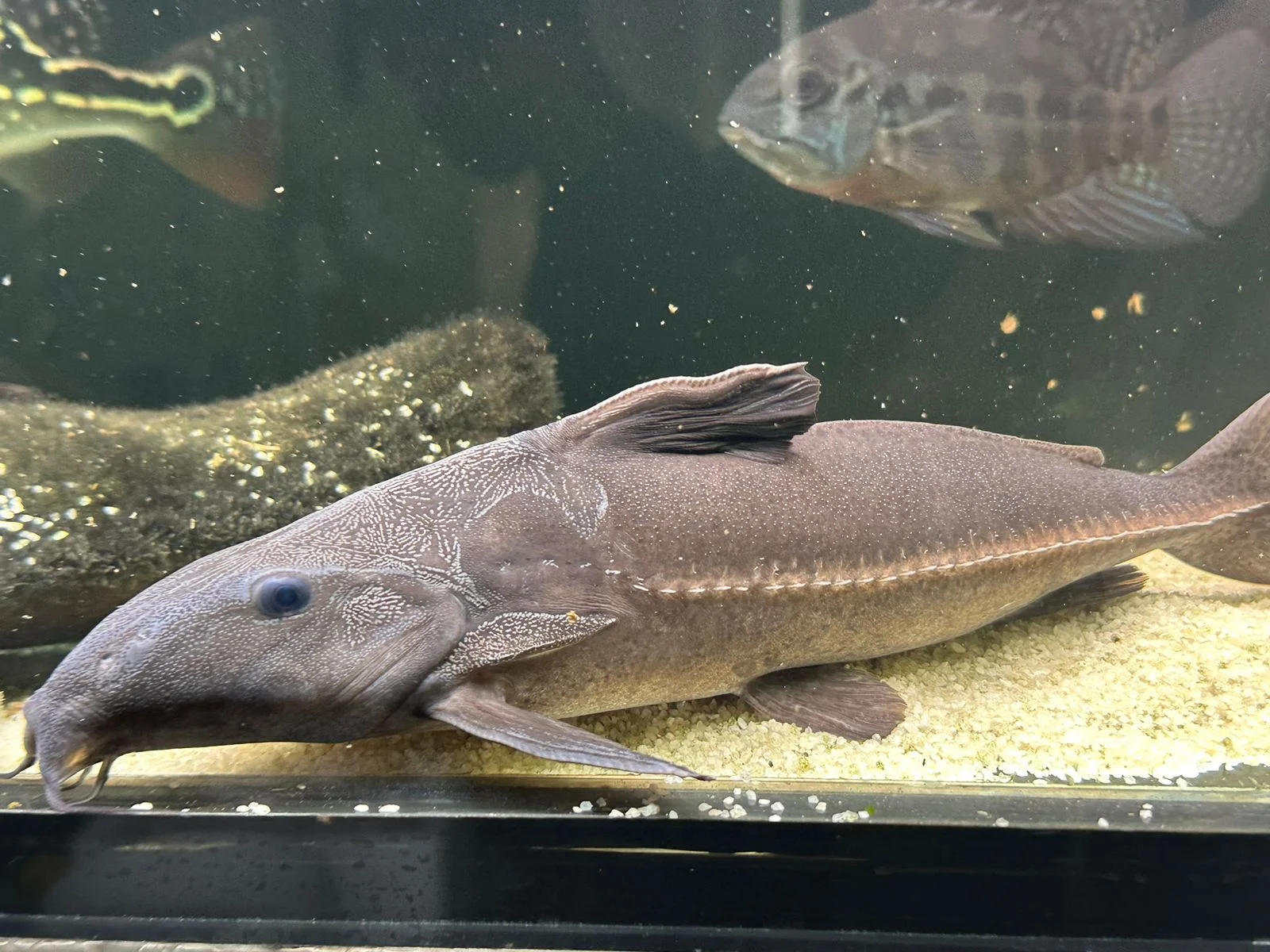 OXYDORA NIGER 12 A 15 CM