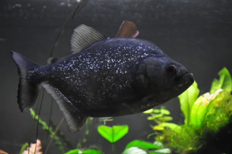 PIRANHA BLACK