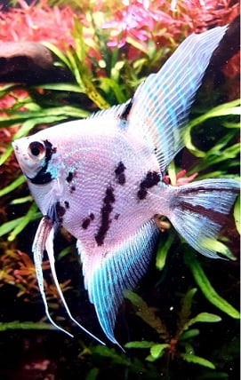 ACARA DALMATA PLATINA