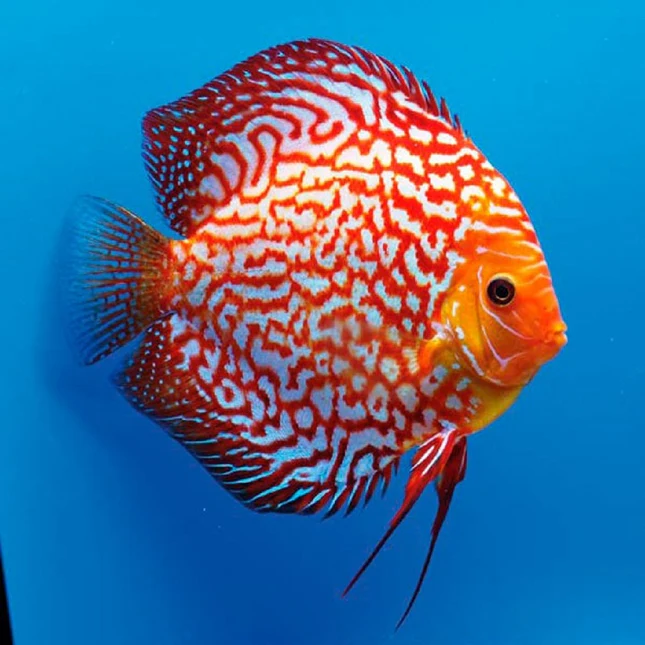 DISCO PIGEON RED MAP