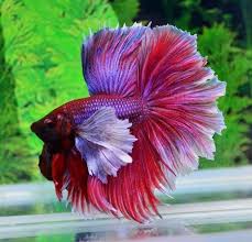 BETTA DUMBO