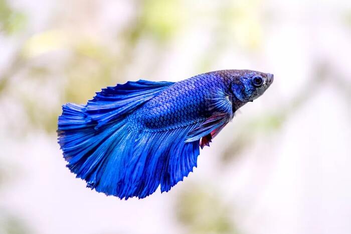 BETTA MACHO