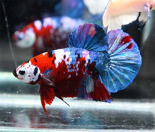 BETTA PLAKAT KOI