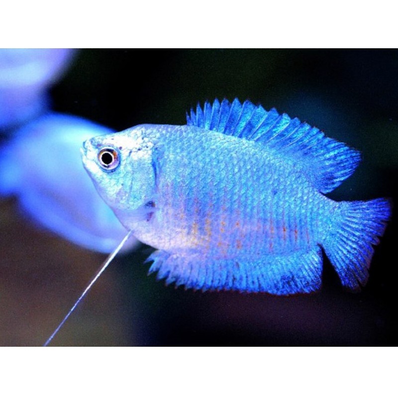 COLISA LALIA SUPER BLUE