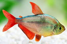 TETRA COLOMBIANO