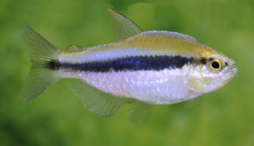 TETRA CYANOTAENIA AZUL