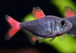TETRA EILYOS