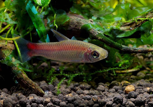 TETRA EVELYNAE