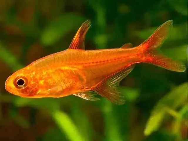 TETRA FOGUINHO AMANDAE