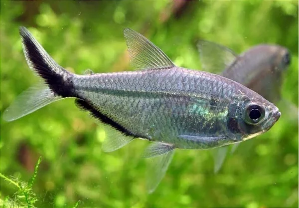 TETRA FORTUNA