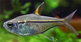 TETRA HEMIGRAMMUS ULREYI