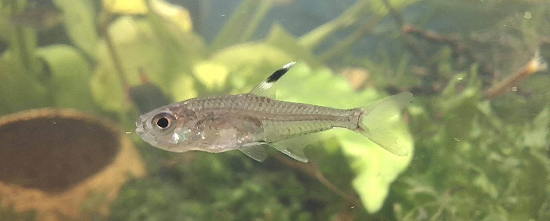 TETRA HEMIGTAMMUS MIMUS