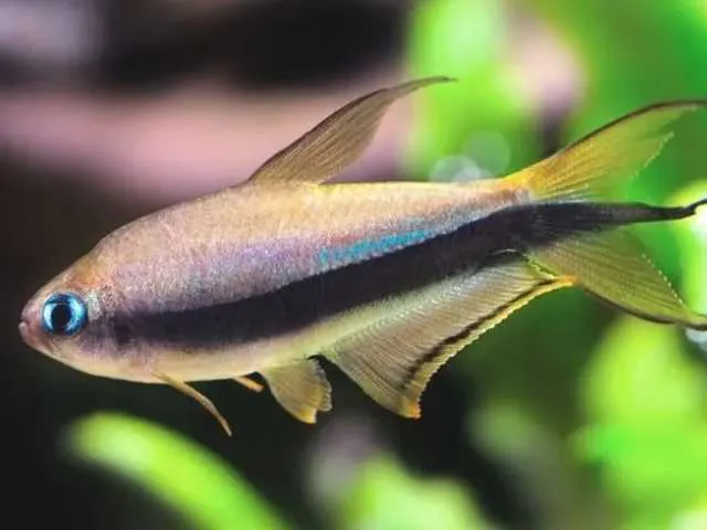 TETRA IMPERADOR