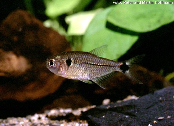 TETRA LANGEANI