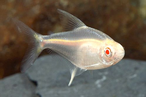 TETRA LIMAO ALBINO