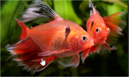 TETRA MATO GROSSO VEU