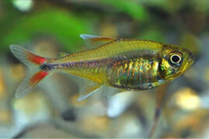 TETRA MCDONALD'S RED/YELLOW