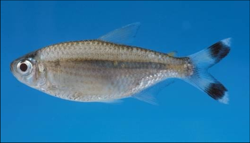 TETRA MOENKHAUSIA INTERMEDIA