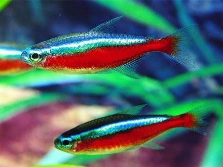 TETRA NEON CARDINAL