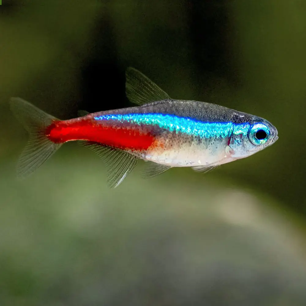 TETRA NEON INNESI