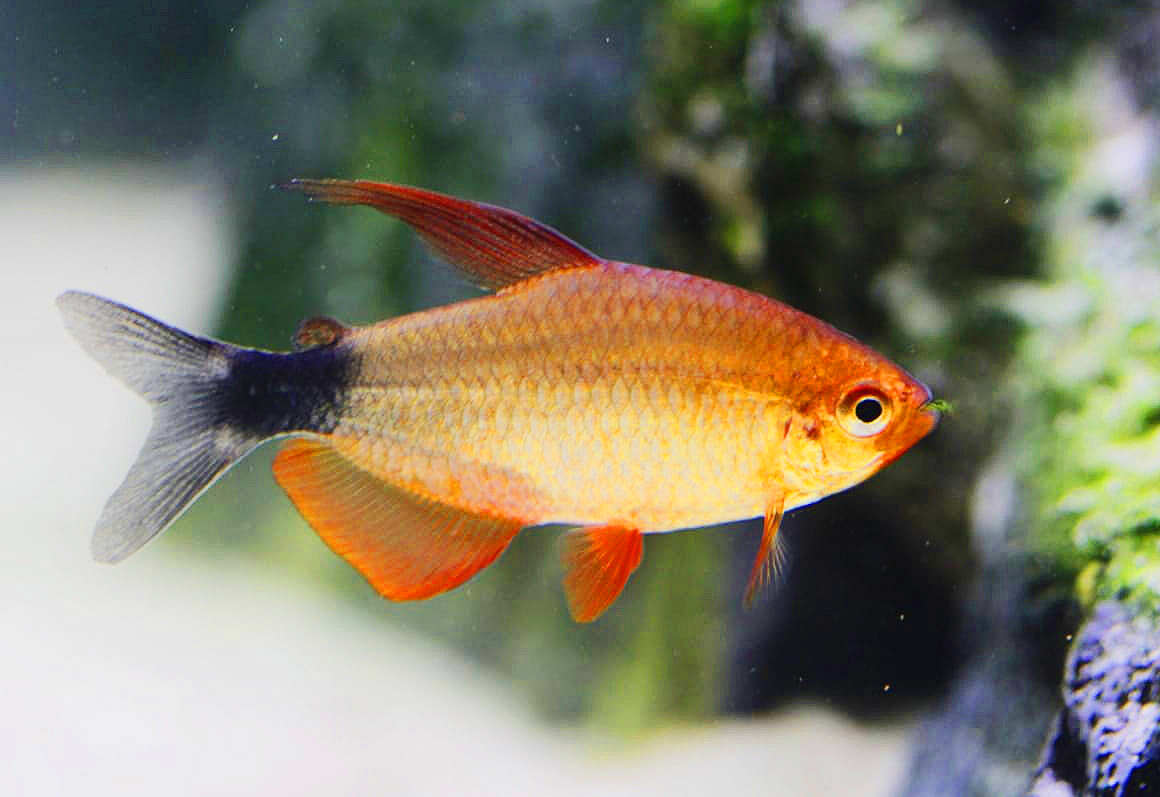 TETRA PEUGEOTI