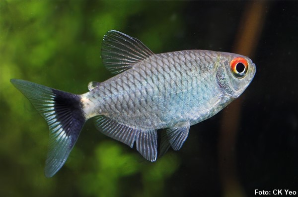 TETRA OLHO DE FOGO BALAO