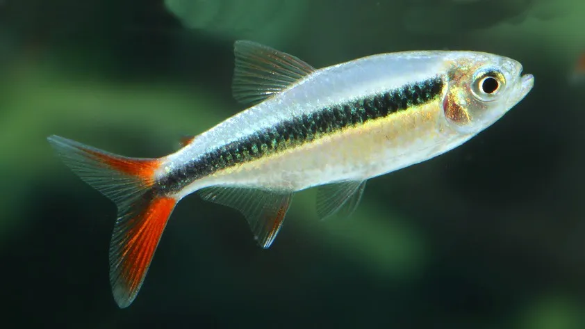 TETRA PINGUIM REDTAIL