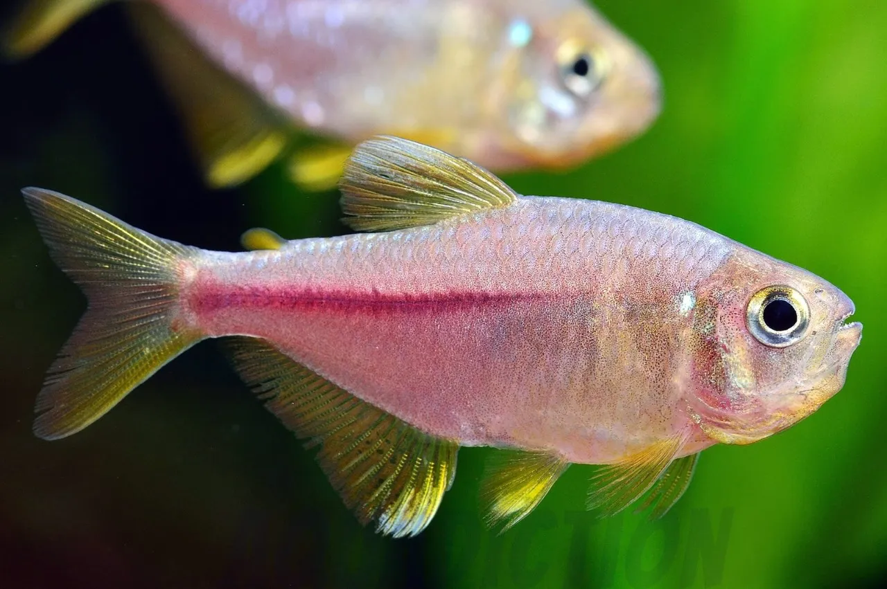 TETRA PINK LEMON