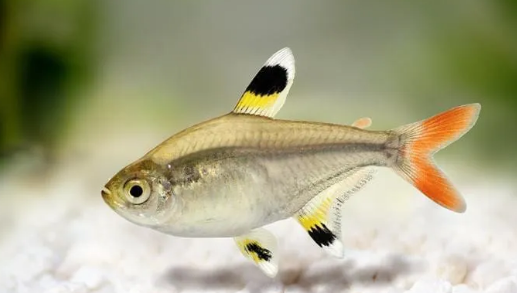 TETRA PRISTELA GOLD