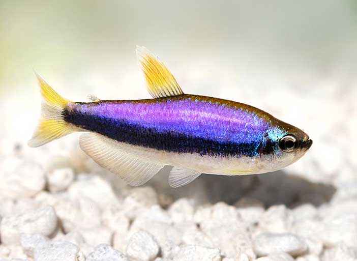 TETRA PUXA PUXA AZUL