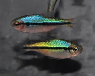 TETRA RAINBOW MELANOSTICHOS