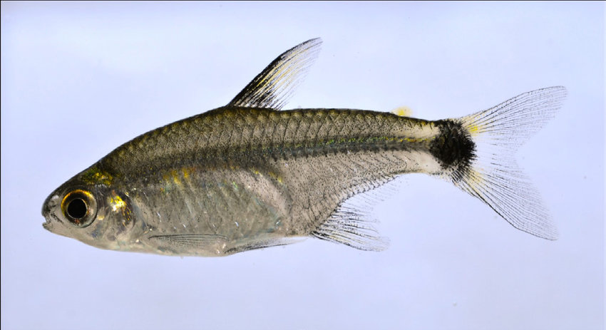 TETRA SERRAPINUS