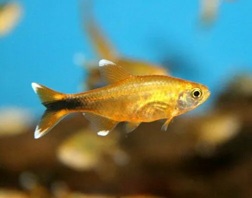 TETRA SILVER TIP