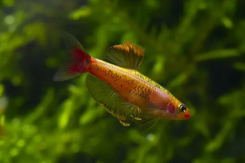 TETRA TANICTS GOLD
