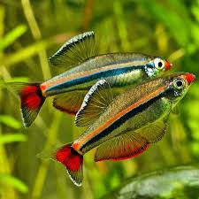 TETRA TANICTS