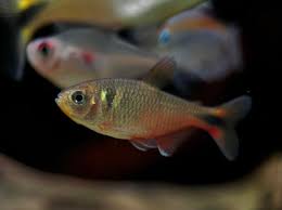 TETRA VINACEUS