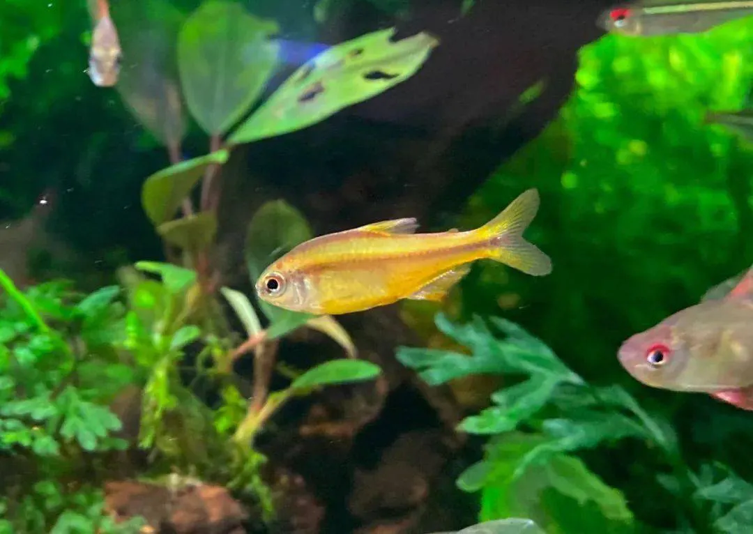 TETRA YELLOW DEVIL