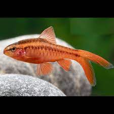 BARBUS CONCHONIUS VEU