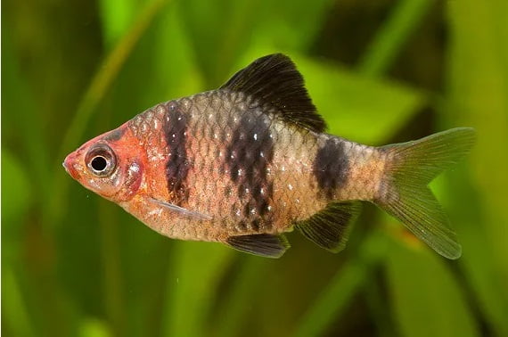 BARBUS NIGROFASCIATUS