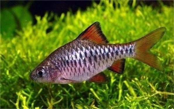 BARBUS OLIGOLEPIS