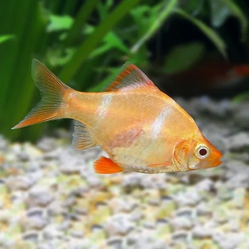 BARBUS SUMATRA ALBINO