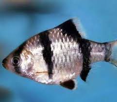 BARBUS SUMATRA PANDA