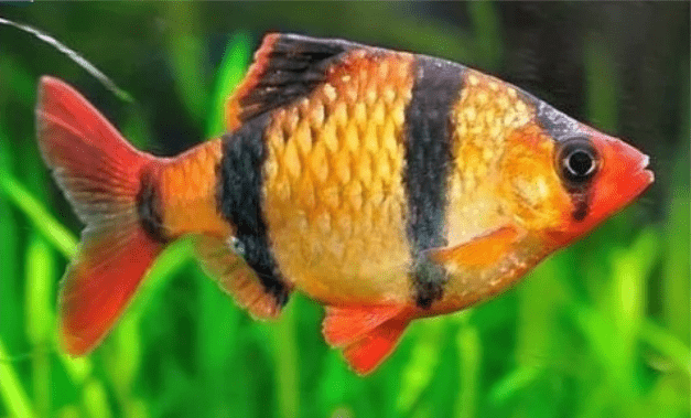 BARBUS SUMATRA RED